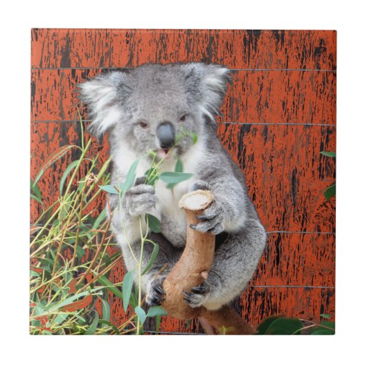 Koala Snack Time Ceramic Tegel Tegeltje (Voorkant)