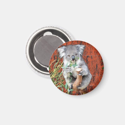 Koala Snack Time Magnet (Voorkant / Achterkant)