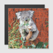Koala Snack Time Magnetic Kaart (Voorkant / Achterkant)