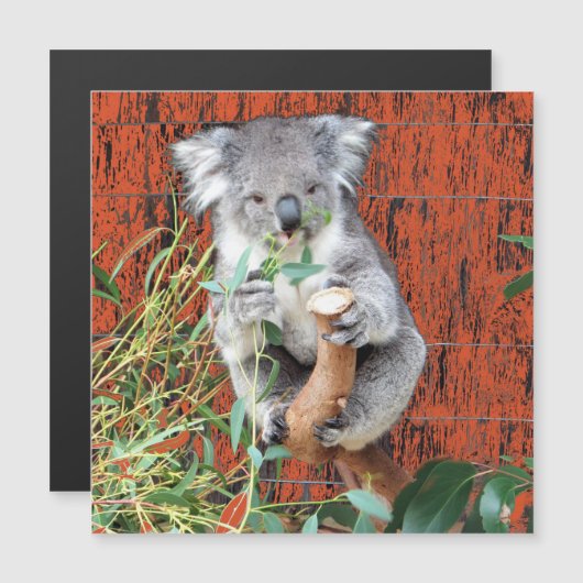 Koala Snack Time Magnetic Kaart (Voorkant / Achterkant)
