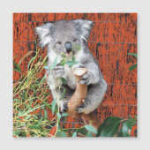 Koala Snack Time Magnetic Kaart (Voorkant)