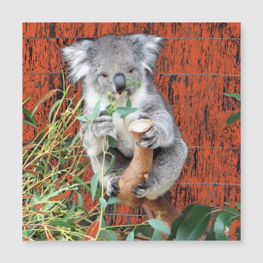 Koala Snack Time Magnetic Kaart (Voorkant)