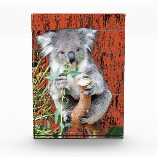 Koala Snack Time Photo Block Fotoblokken (Voorkant)