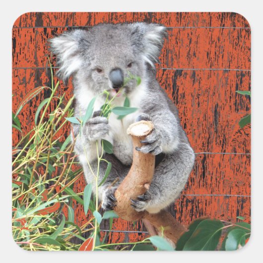 Koala Snack Time Vierkante Sticker (Voorkant)