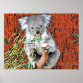 Koala Snacktijd Poster (Voorkant)