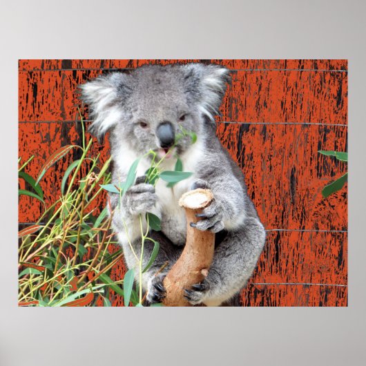 Koala Snacktijd Poster (Voorkant)