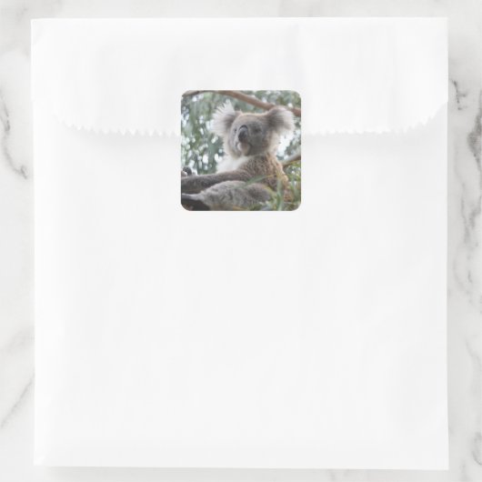 Koala Sticker (Tas)