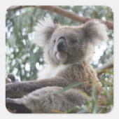 Koala Sticker (Voorkant)