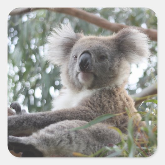 Koala Sticker (Voorkant)
