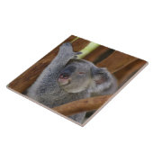 Koala Tile Tegeltje (Zijkant)