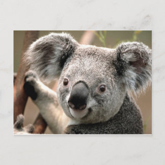 koala un animal unico briefkaart