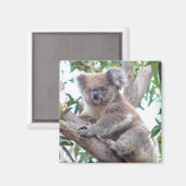 Koala vierkante magneet (Voorkant / Achterkant)