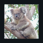 Koala vierkante magneet<br><div class="desc">Deze vierkante magneet heeft een schattige en knuffelige Koala,  een Australische buideldier.</div>