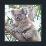 Koala vierkante magneet<br><div class="desc">Deze vierkante magneet heeft een schattige en knuffelige Koala,  een Australische buideldier.</div>