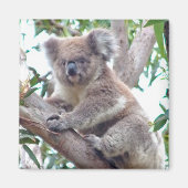 Koala vierkante magneet (Voorkant)