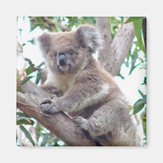 Koala vierkante magneet