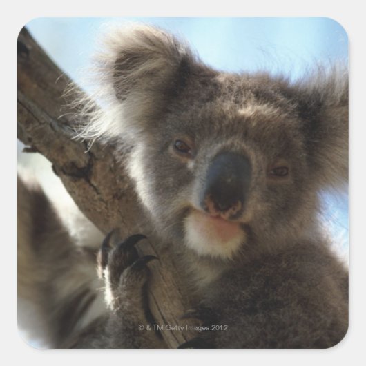 koala vierkante sticker (Voorkant)