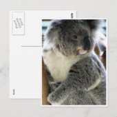 koala welig briefkaart (Voorkant / Achterkant)