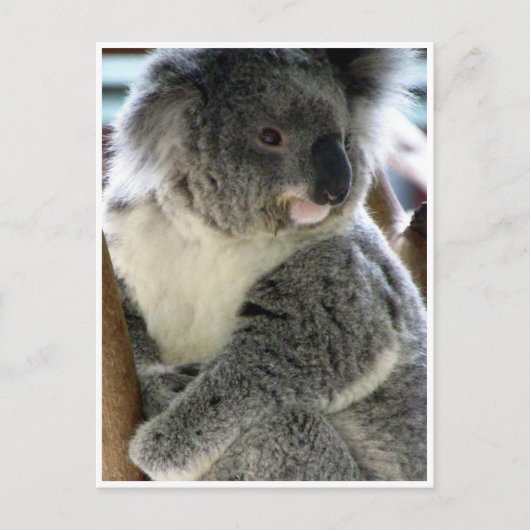 koala welig briefkaart (Voorkant)