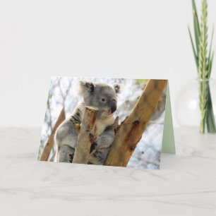 Koala Wenskaart Kaart