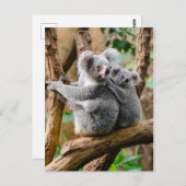 Koala with Baby in a Tree in Australia Briefkaart (Voorkant / Achterkant)
