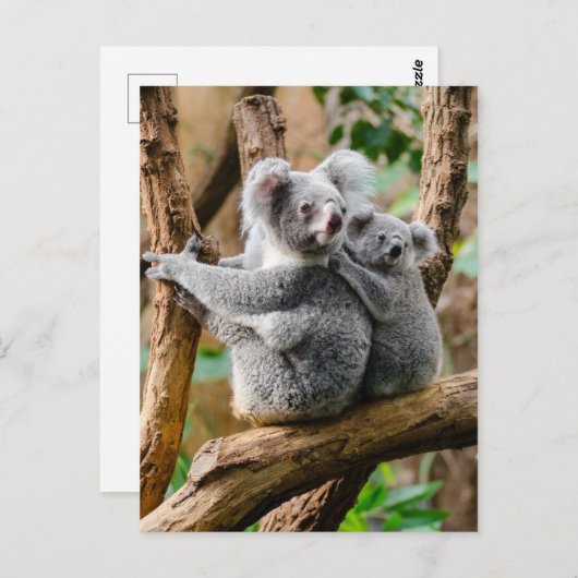 Koala with Baby in a Tree in Australia Briefkaart (Voorkant / Achterkant)