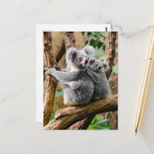 Koala with Baby in a Tree in Australia Briefkaart (Voorkant / Achterkant in situ)