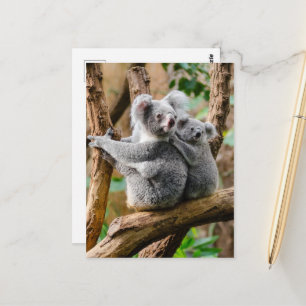 Koala with Baby in a Tree in Australia Briefkaart