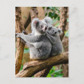 Koala with Baby in a Tree in Australia Briefkaart (Voorkant)