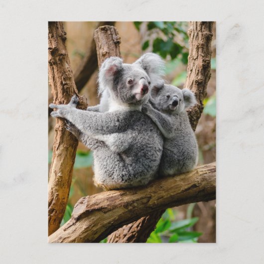 Koala with Baby in a Tree in Australia Briefkaart (Voorkant)