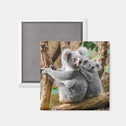 Koala with Baby in a Tree in Australia Magneet (Voorkant / Achterkant)