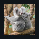 Koala with Baby in a Tree in Australia Magneet<br><div class="desc">Adult koala bear with child on its back,  hanging out in a tree in Australia.</div>