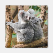 Koala with Baby in a Tree in Australia Magneet (Voorkant)