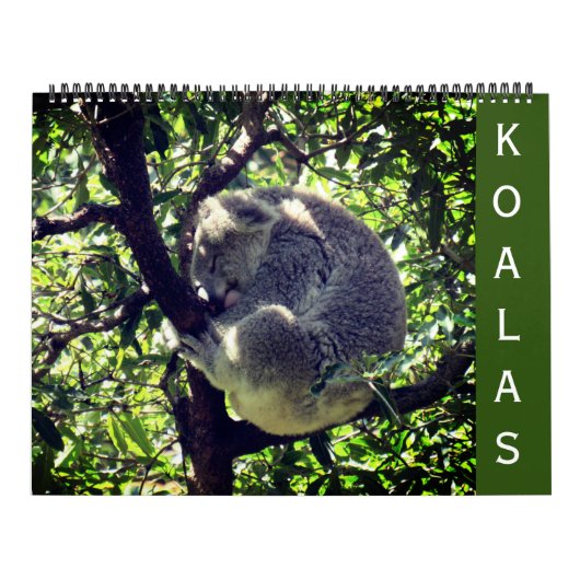 Koala's 2025 grote kalender (Hoes)
