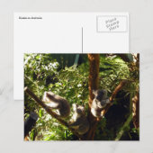 koalas briefkaart (Voorkant / Achterkant)
