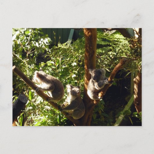 koalas briefkaart (Voorkant)