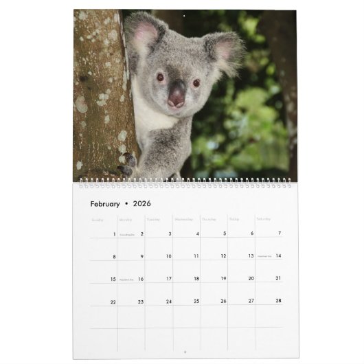 Koalas Calendar Kalender (Feb 2026)