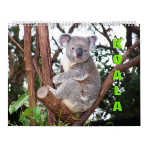 Koalas Calendar Kalender