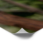 Koalas in de bomen poster (Hoek)