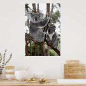 Koalas in de bomen poster (Keuken)
