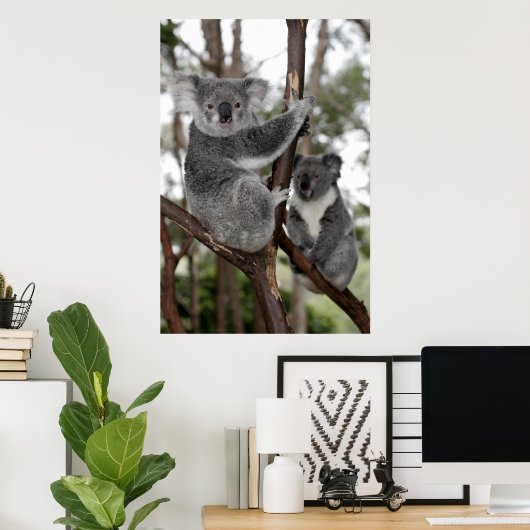 Koalas in de bomen poster (Thuiskantoor)