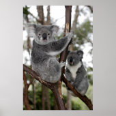 Koalas in de bomen poster (Voorkant)