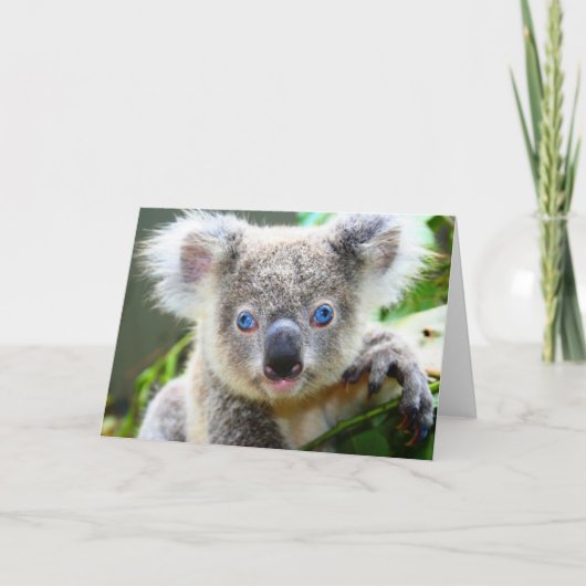 Koala's Kaart (Voorkant)
