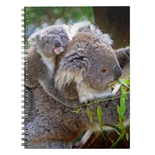 Koala's Notitieboek (Voorkant)