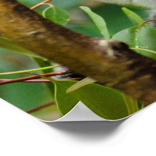 Koalas Poster (Hoek)