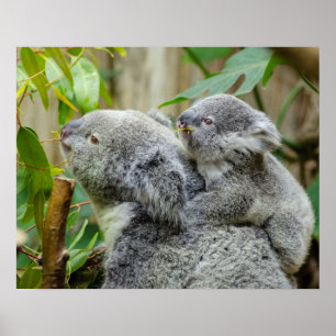 Koalas Poster