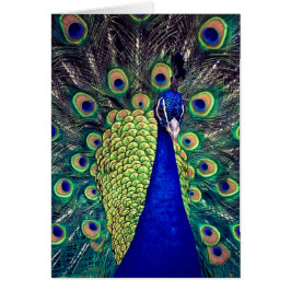 Kobalt Blue Peacock
