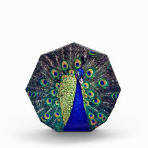 Kobalt Blue Peacock