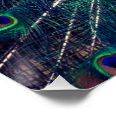 Kobalt Blue Peacock Folded Wenskaart Perfect Poster (Hoek)