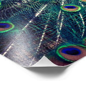 Kobalt Blue Peacock Foto Afdruk (Hoek)